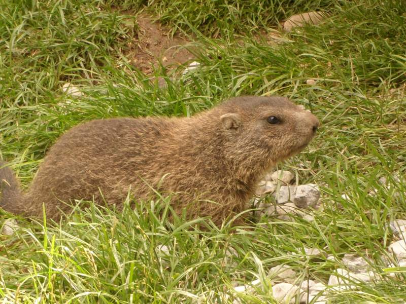 Alpenzoo