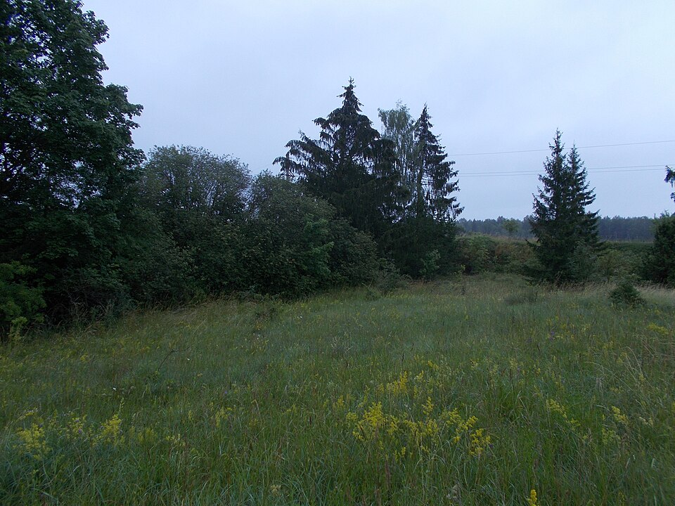 Piira
