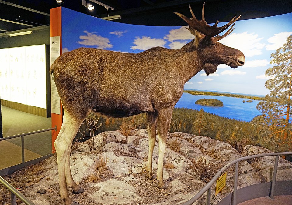 Museo de Historia Natural de Tampere
