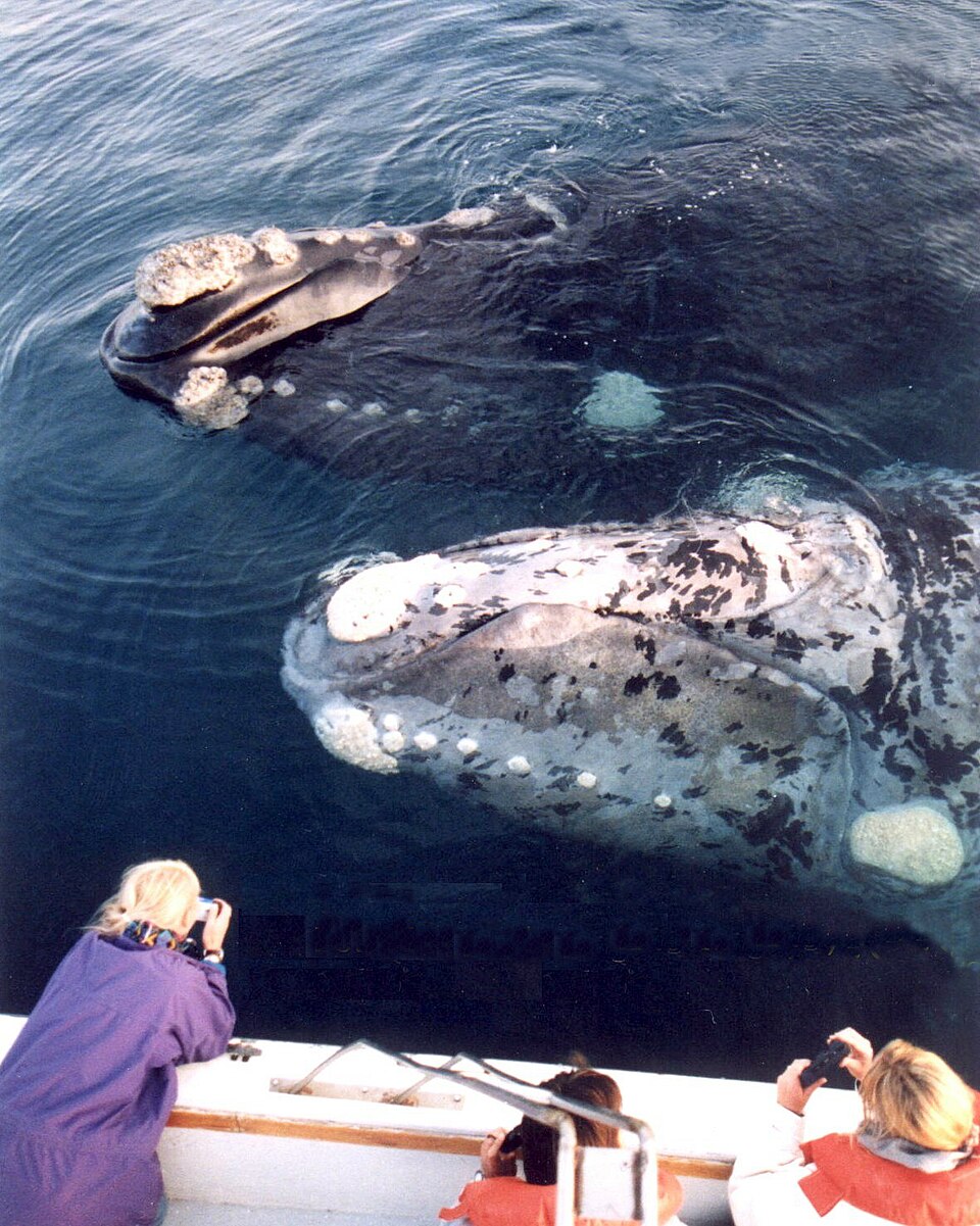 Avistamiento de ballenas