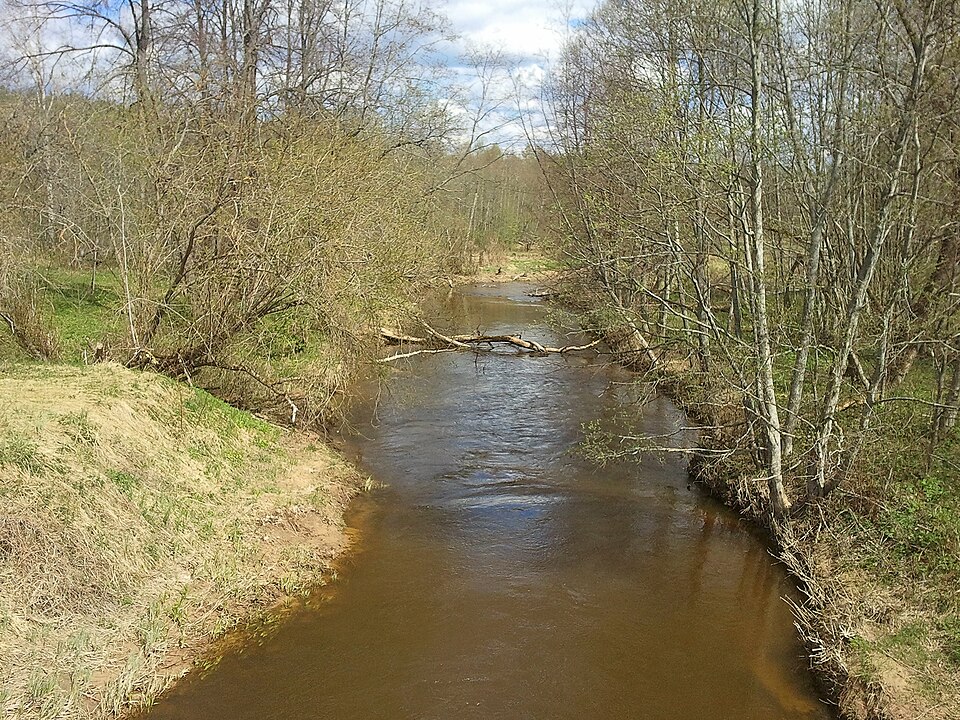 Laucesa