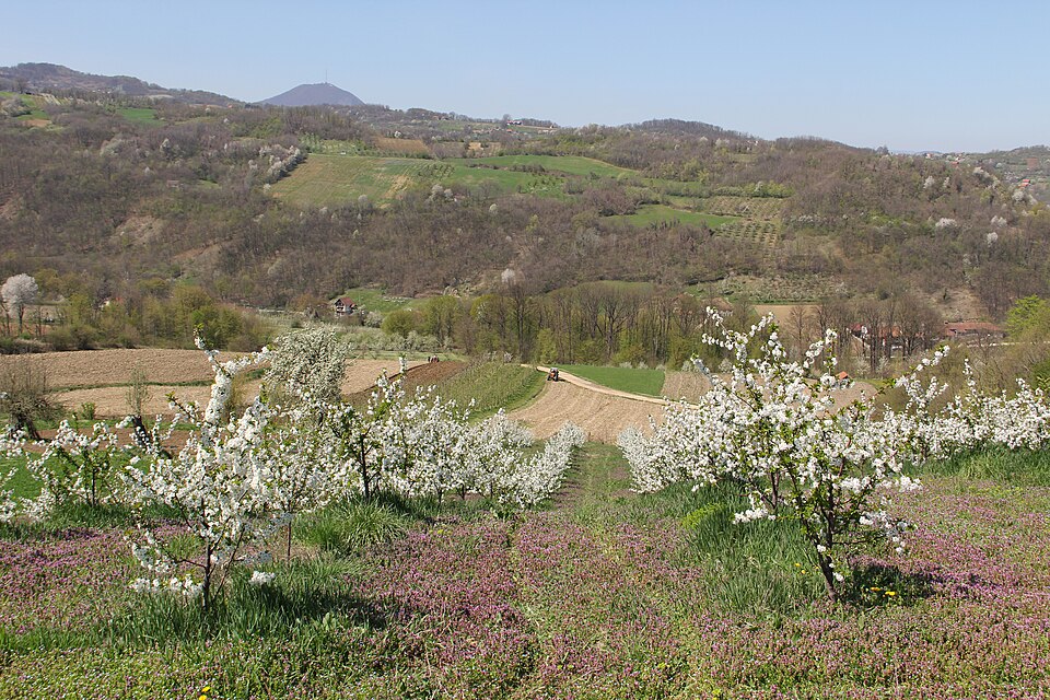 Jezdina