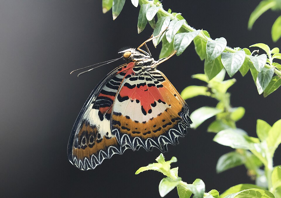 Jardín Tropical de Mariposas de Konya